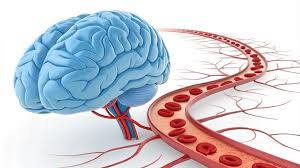 Brain circulation support